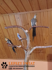 Szukamy domów dla skrzydlatych podopiecznych!