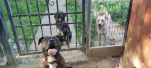 Pieskie życie w Przytulisku „Marzenie pod Psim Azorem”
