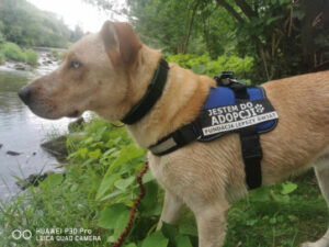 Powszechnie lubiany podopieczny niespodziewanie wrócił do Przytuliska