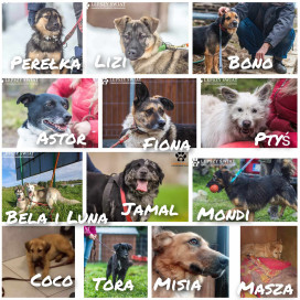 OTUL ZWIERZAKI CIEPŁEM NA ZIMĘ!